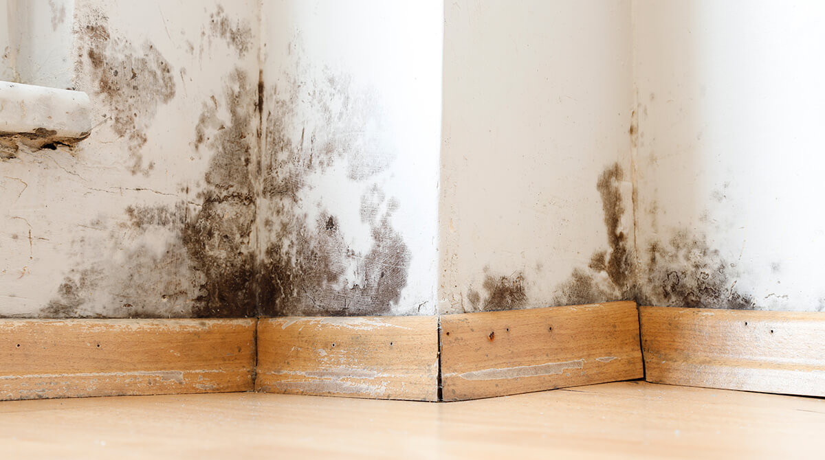 Black mold on walls and baseboards