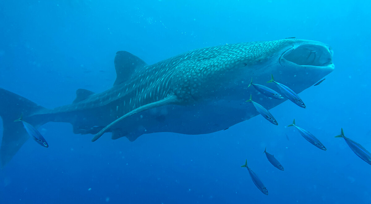 Whale shark spotted off Kāneʻohe Bay